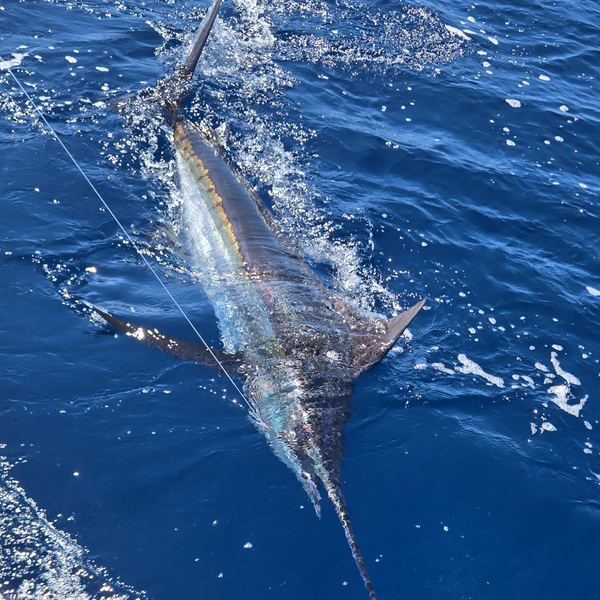 MacReel Charters trip photo